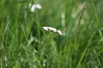 image081