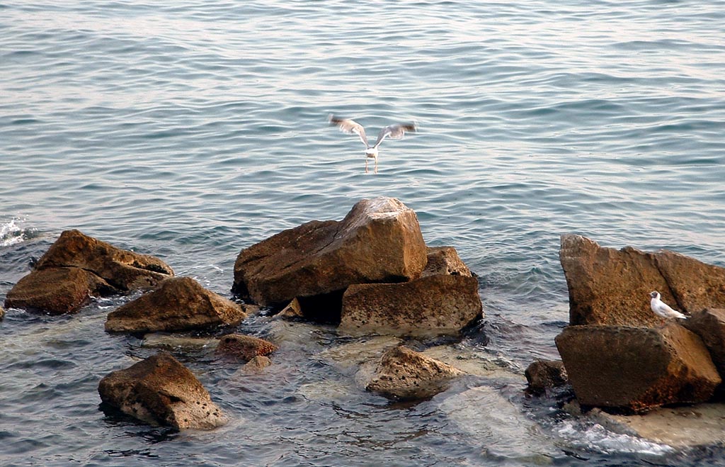 Scogliera